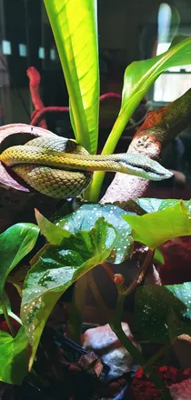 OnlyFans cuenta snakesnskin header 2
