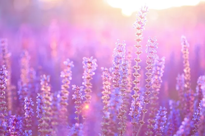 OnlyFans cuenta lavender_girl header 2