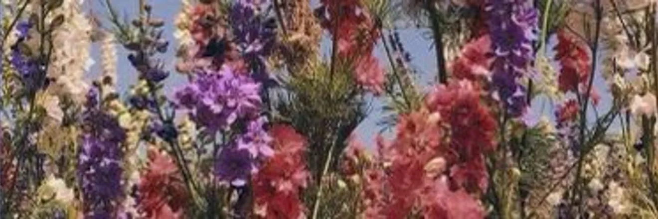 OnlyFans cuenta besitos_420 header 2