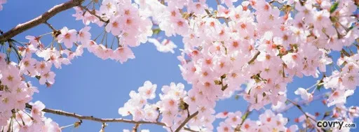 OnlyFans cuenta ivyblossomxx header 2