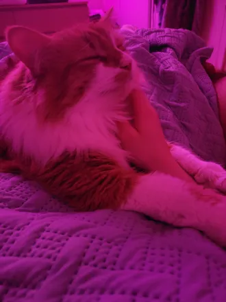 OnlyFans cuenta sleepykitten.free header 2
