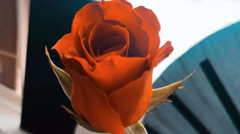 OnlyFans cuenta starr_thequeen1 header 2