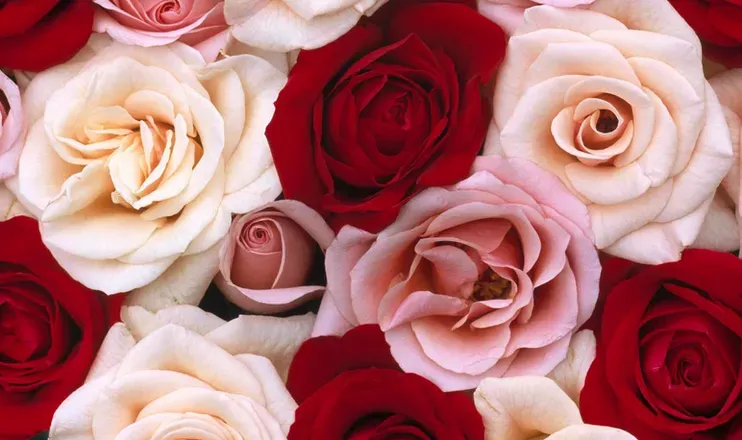 OnlyFans cuenta this_foxy_rose header 2
