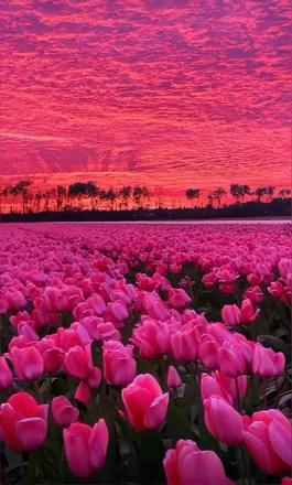OnlyFans cuenta yoursoftflower header 2