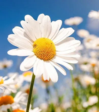 OnlyFans cuenta allofdaisy header 2