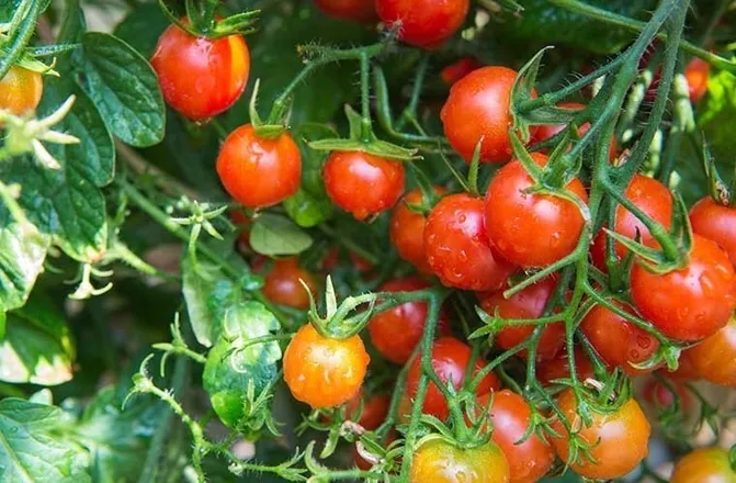 OnlyFans cuenta cherry_tomato_nails header 2