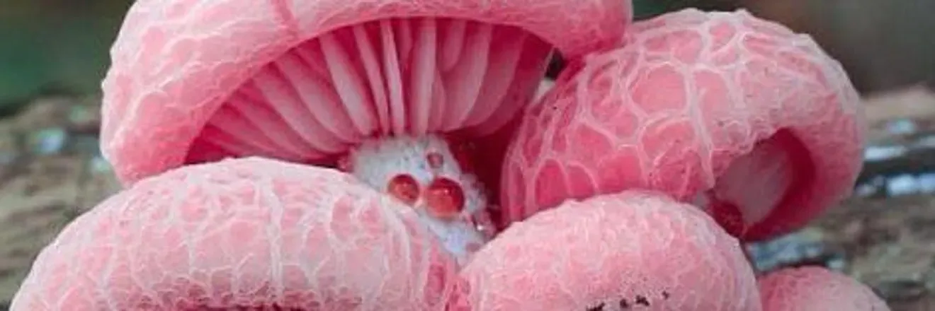 OnlyFans cuenta peachyriya header 2