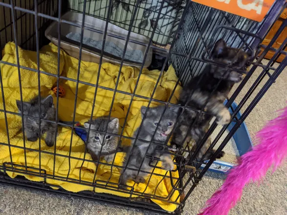 OnlyFans account  fosterkittens header 2