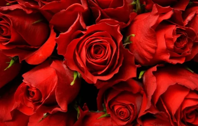 OnlyFans cuenta rosegoddess444 header 2