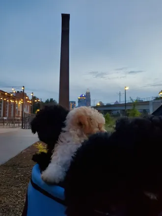 OnlyFans cuenta onlypoodlepups header 2