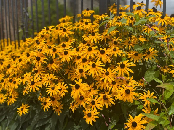 OnlyFans cuenta sunflowerdiego header 2