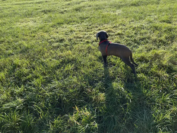 OnlyFans cuenta uwethecanecorso header 2