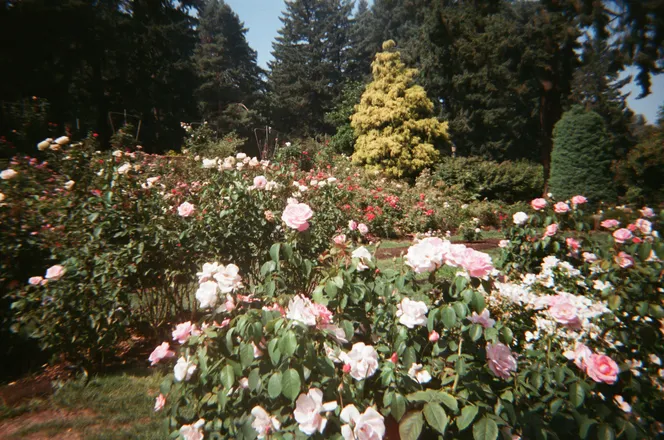 OnlyFans cuenta scawee_spice header 2