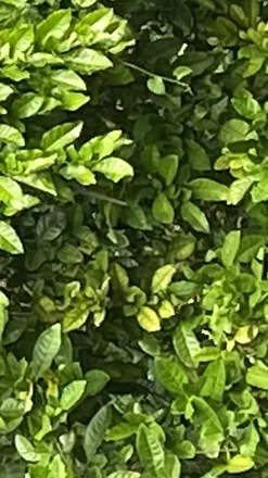 OnlyFans cuenta popeforyou header 2