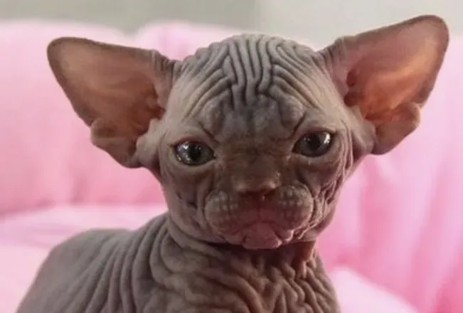 OnlyFans cuenta uglygoblinbaby header 1