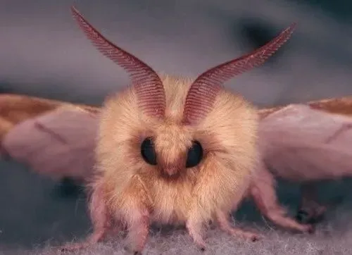 OnlyFans cuenta baby-moths avatar 1