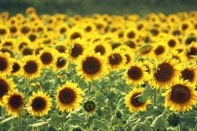 OnlyFans cuenta wild_flower_40dd header 2