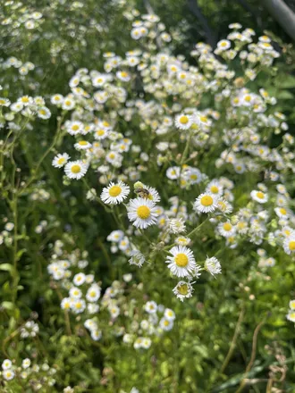 OnlyFans cuenta islaflowers header 2