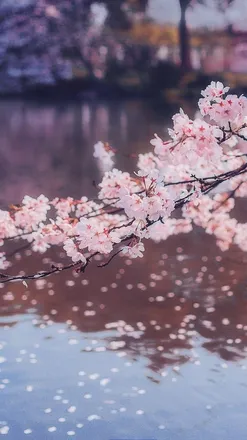 OnlyFans cuenta sakuraayumi header 2