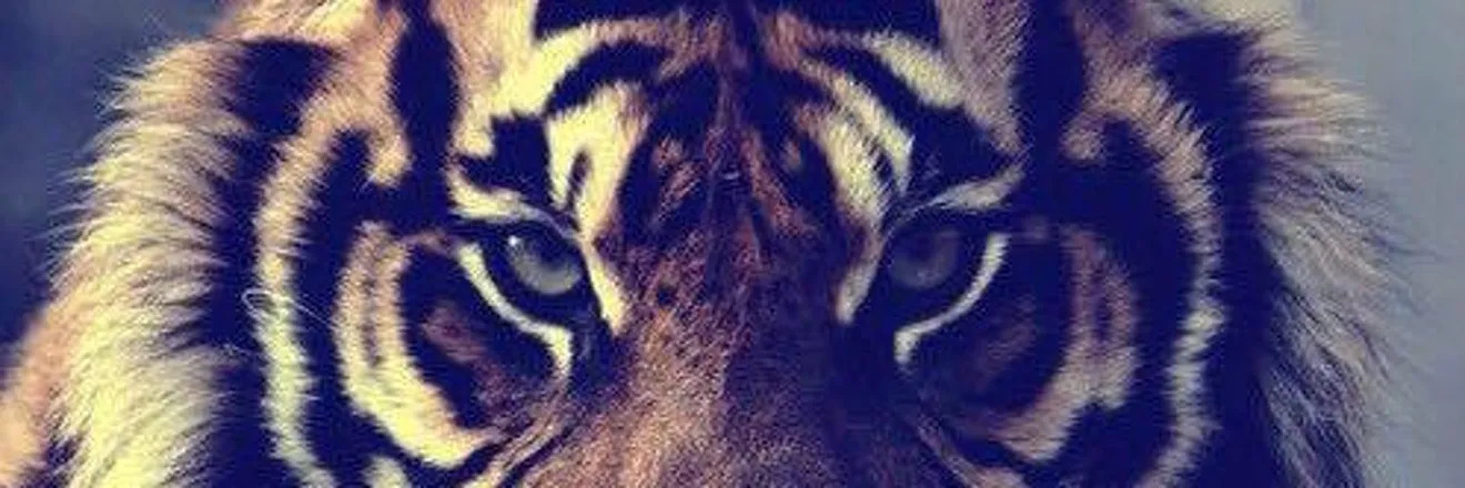 OnlyFans account  tigerpapi6ix header 2