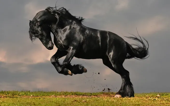 OnlyFans cuenta blackstallion777 header 2