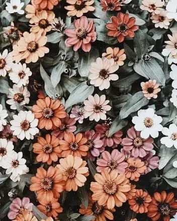 OnlyFans cuenta onlydaintydaisy header 1