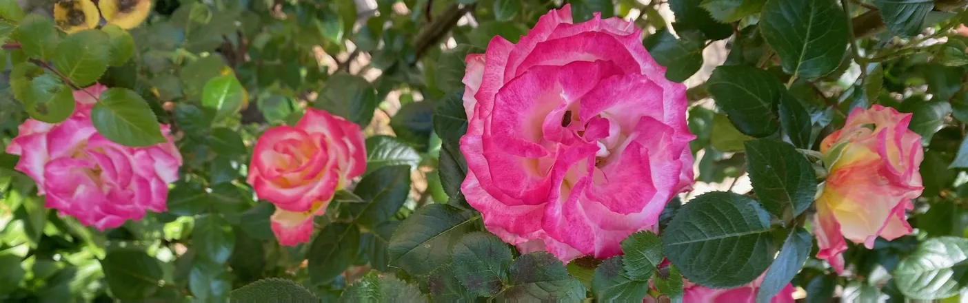 OnlyFans account  bbb94 header 2