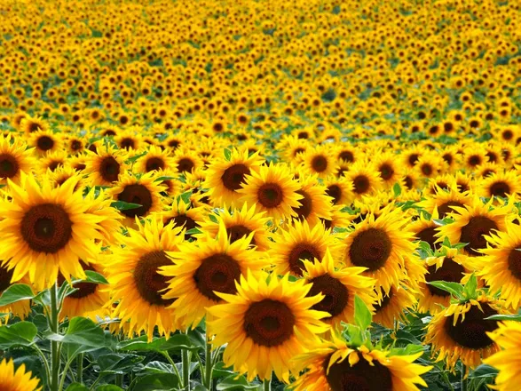 OnlyFans cuenta sunflowerbabyboy header 2