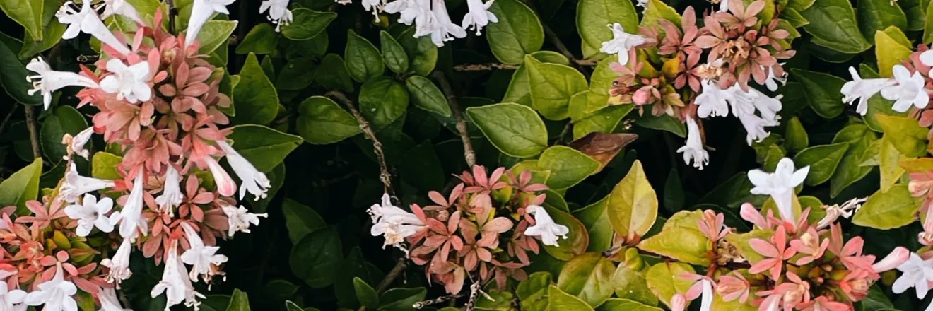 OnlyFans cuenta goblinnbonez header 2