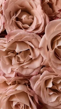 OnlyFans cuenta jigglymilkshake header 2