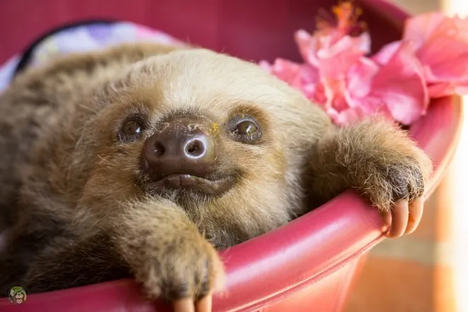 OnlyFans cuenta the_queen_of_sloth header 1