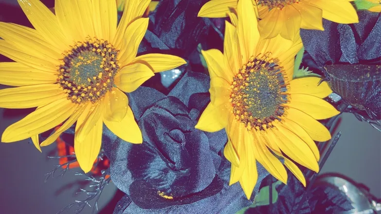 OnlyFans cuenta xbeautifulcorpse header 2