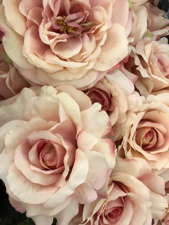 OnlyFans cuenta madelynerose header 2