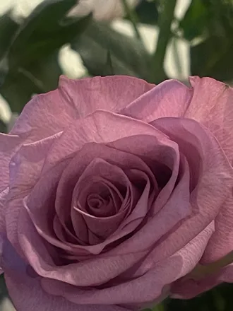 OnlyFans cuenta dark_flower666 header 2