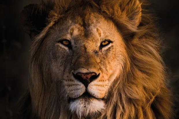 OnlyFans cuenta sexytattedlion header 2