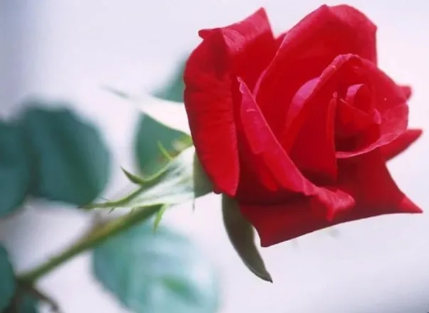 OnlyFans cuenta an.english.rose header 2