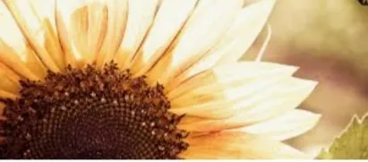 OnlyFans cuenta lillyrae24 header 2