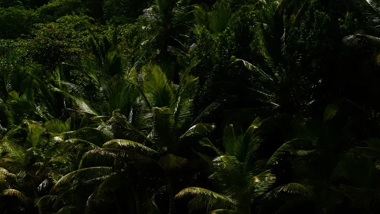 OnlyFans account  island.smoothie header 2
