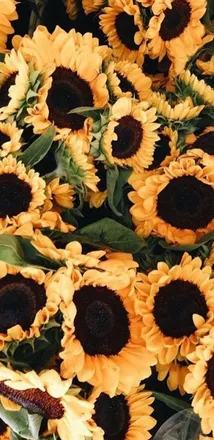 OnlyFans cuenta hippiethiccy header 2