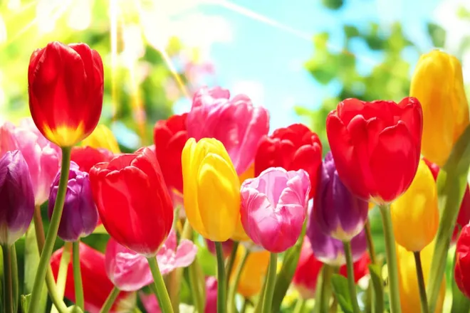 OnlyFans cuenta flowergirlfleur header 2