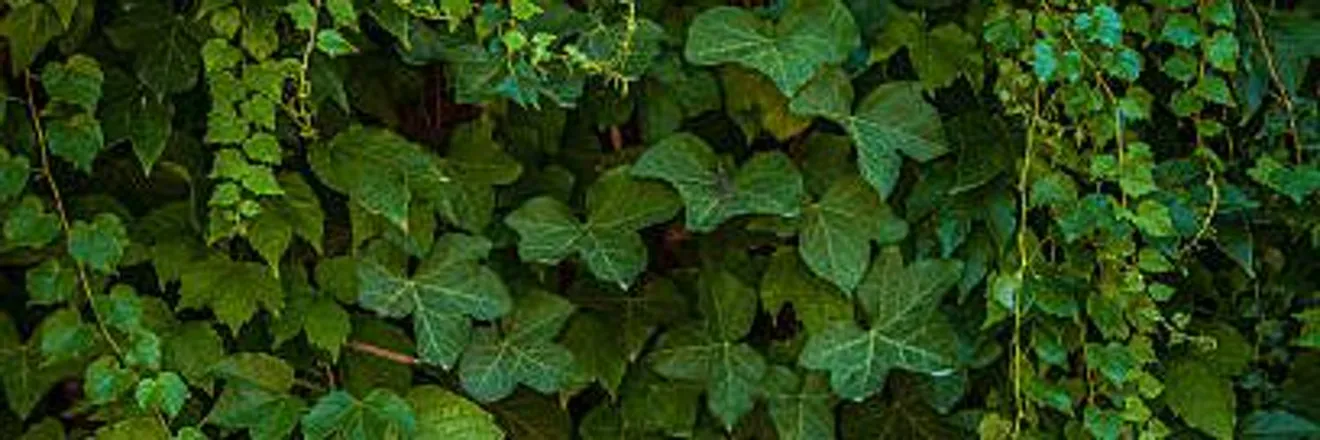 OnlyFans cuenta poisonivyoxox header 2