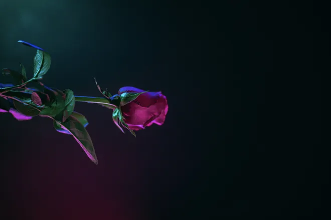 OnlyFans cuenta kink_kitten_x header 2