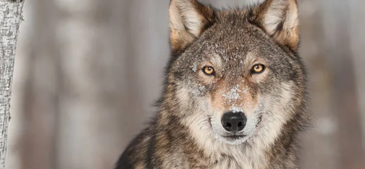 OnlyFans cuenta patroncito_wolf header 2