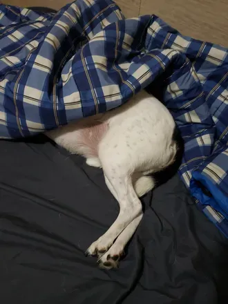 OnlyFans cuenta atreyu_the_dog header 2