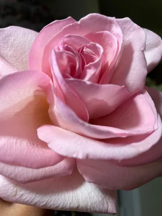 OnlyFans cuenta pink_mochi header 2