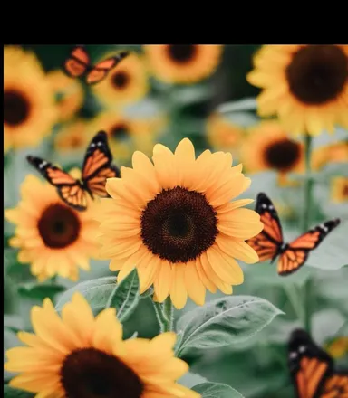 OnlyFans cuenta sassysunflower69 header 2