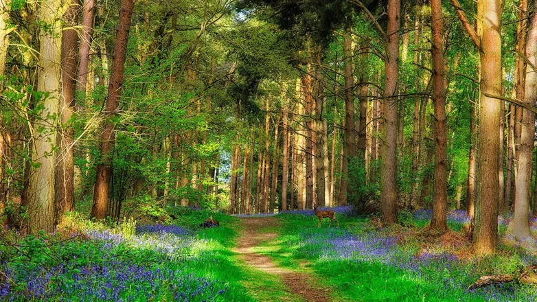 OnlyFans account  aenchantedforest header 2