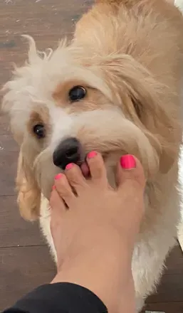 OnlyFans cuenta lovemyfeetforpleasure avatar 1