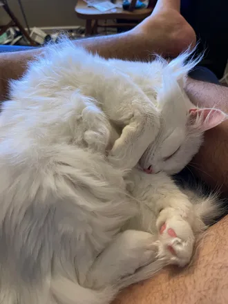 OnlyFans cuenta onlycats704 header 2