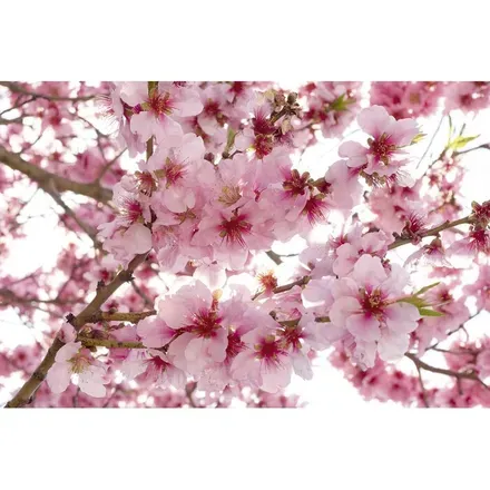 OnlyFans cuenta pinkmochi header 2